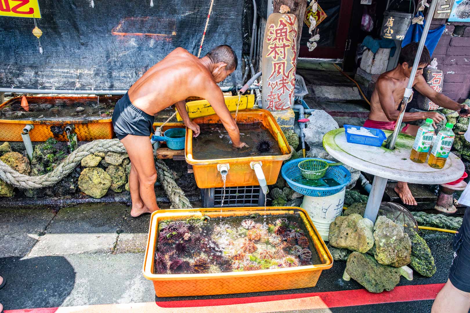龜吼漁港現剖馬糞海膽