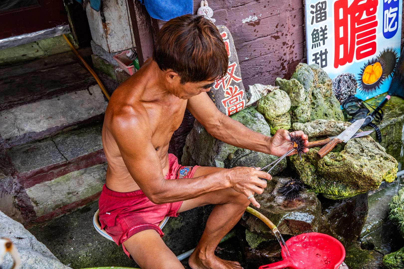 龜吼漁港現剖馬糞海膽
