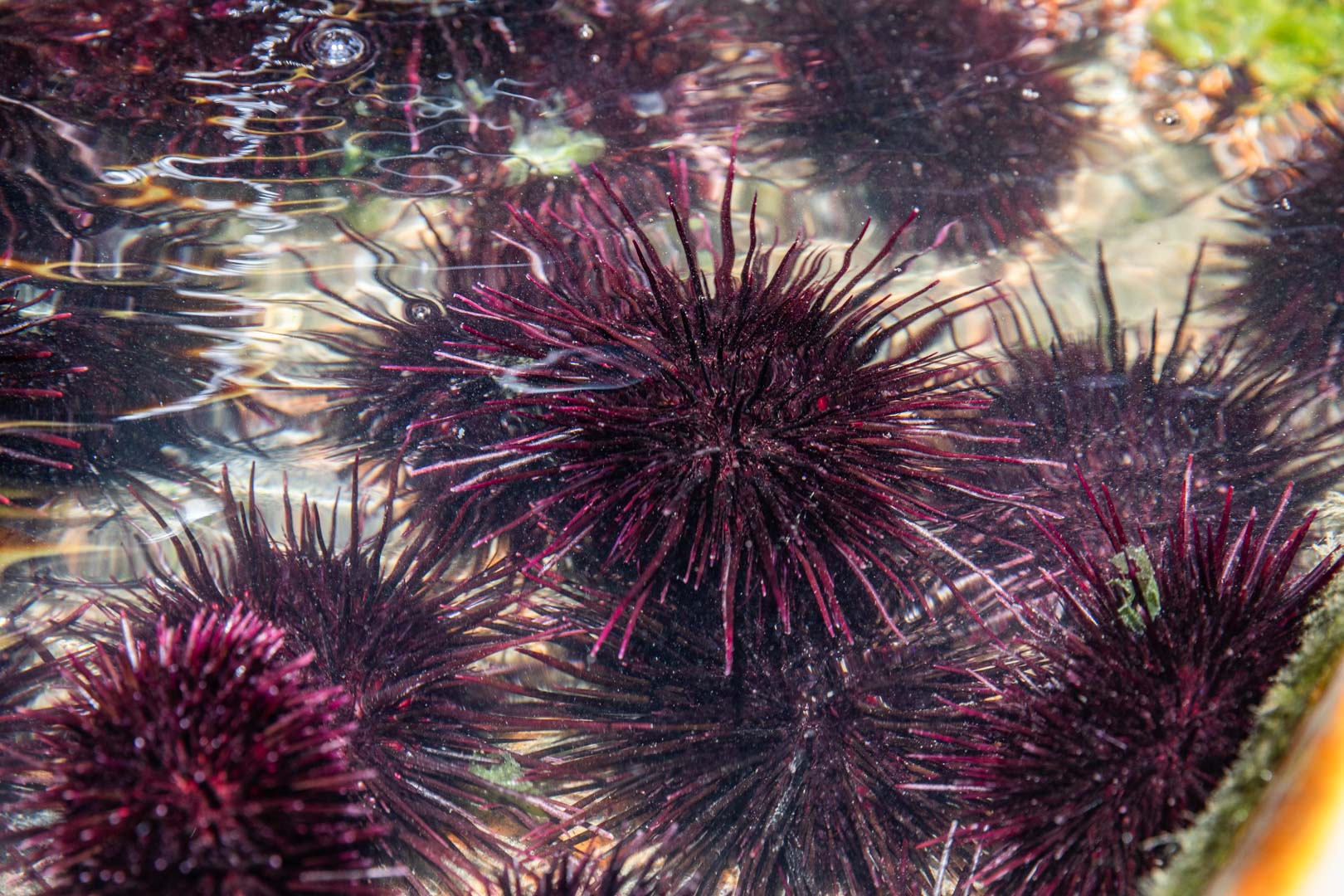 龜吼漁港現剖馬糞海膽