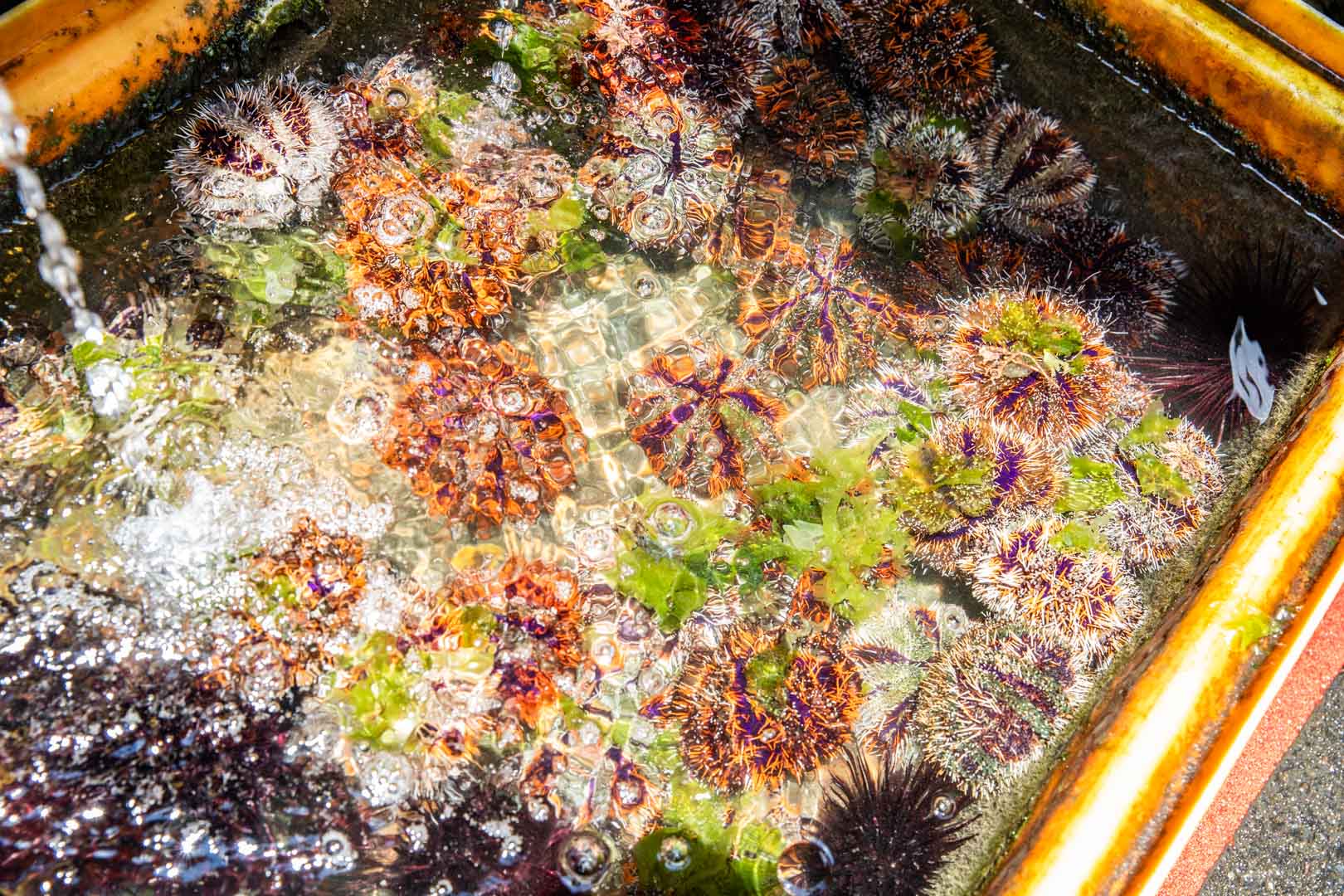 龜吼漁港現剖馬糞海膽