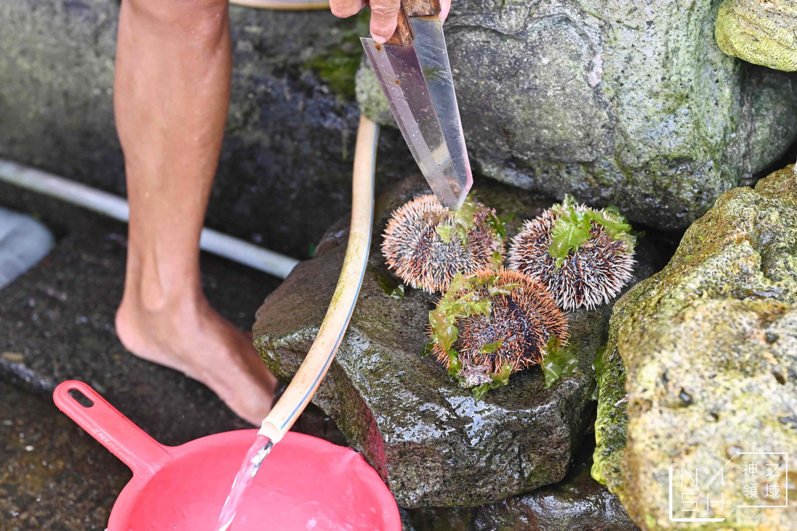 龜吼漁港現剖馬糞海膽