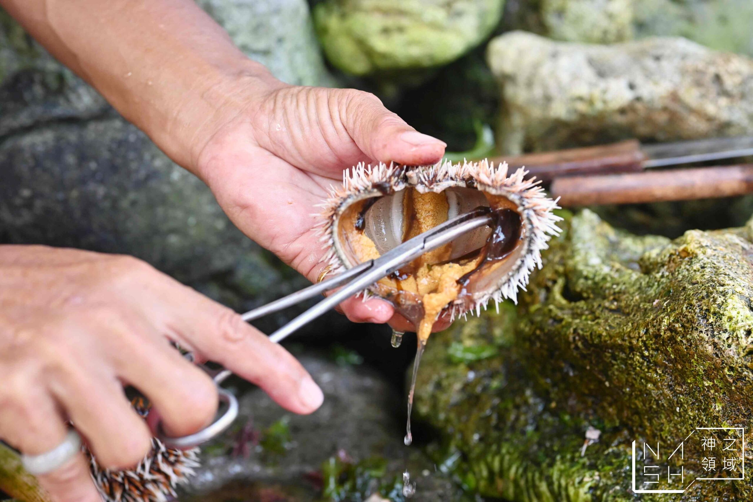 龜吼漁港現剖馬糞海膽