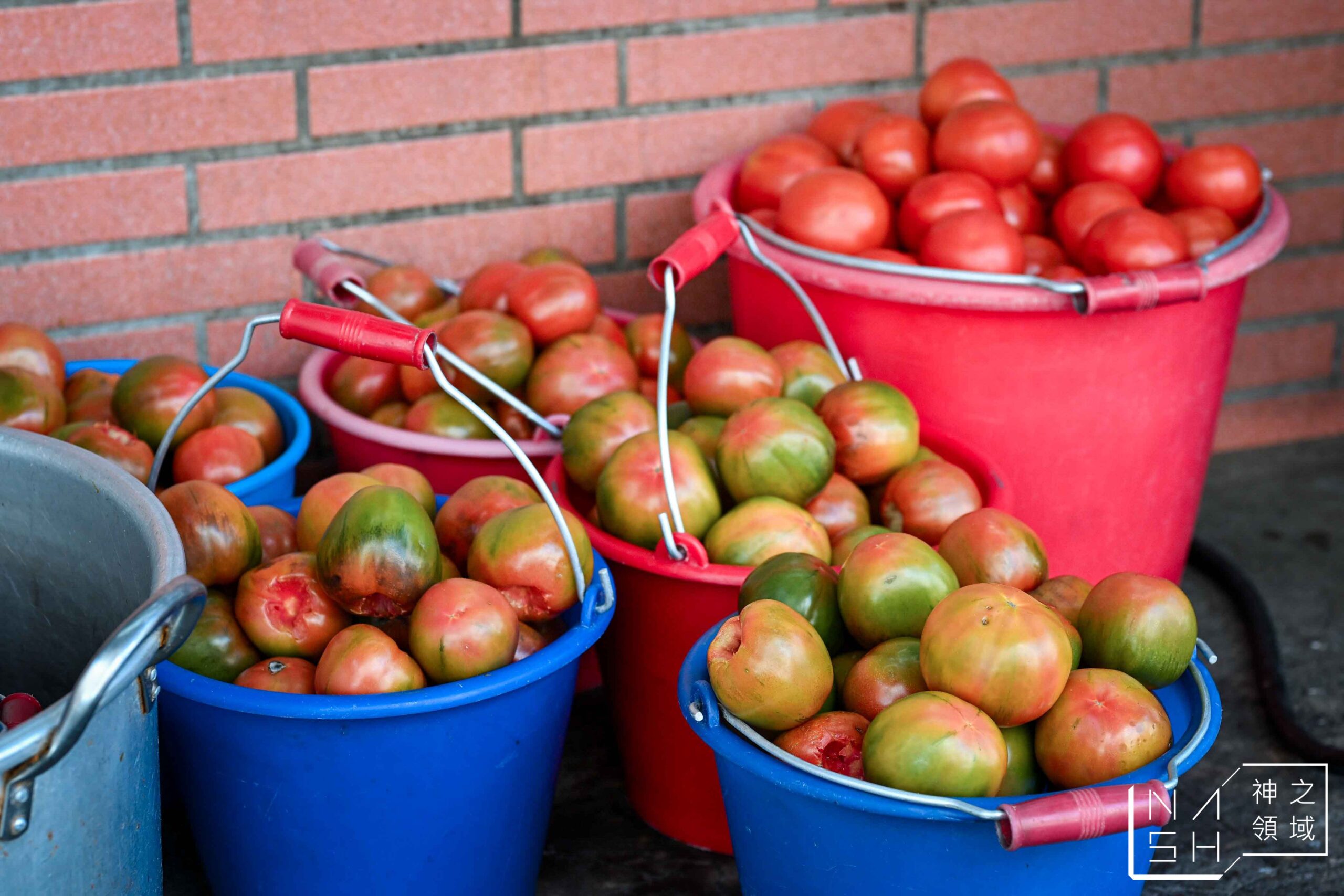 甘記蕃茄刀削麵