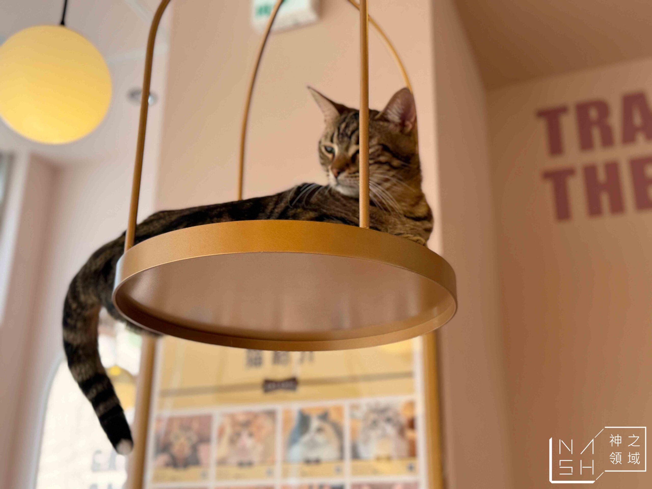MOCHA CAT CAFE天神大名店