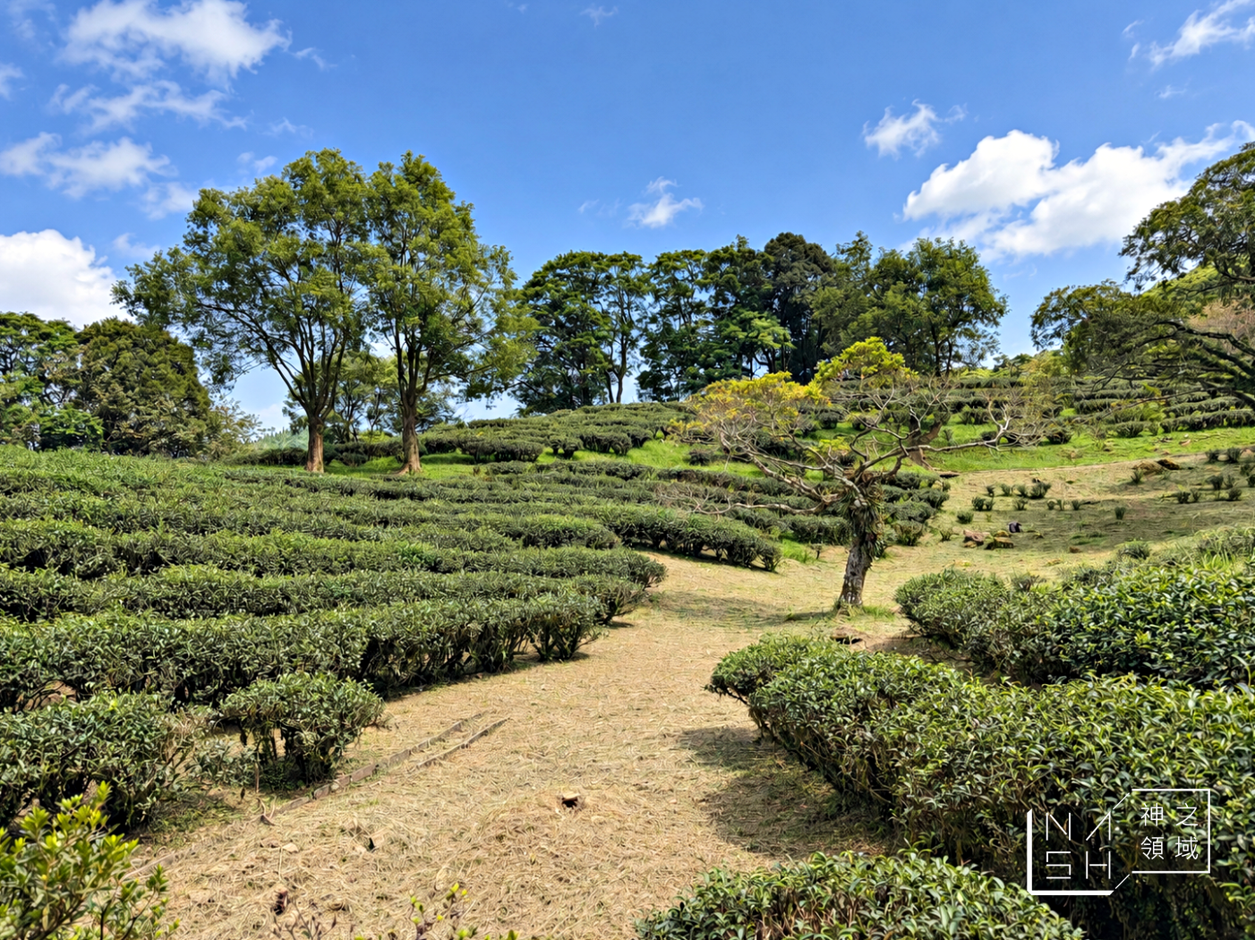 一半人不知道，絕美茶園居然藏著台版小京都，350元可以待一整天，每個角落都很美