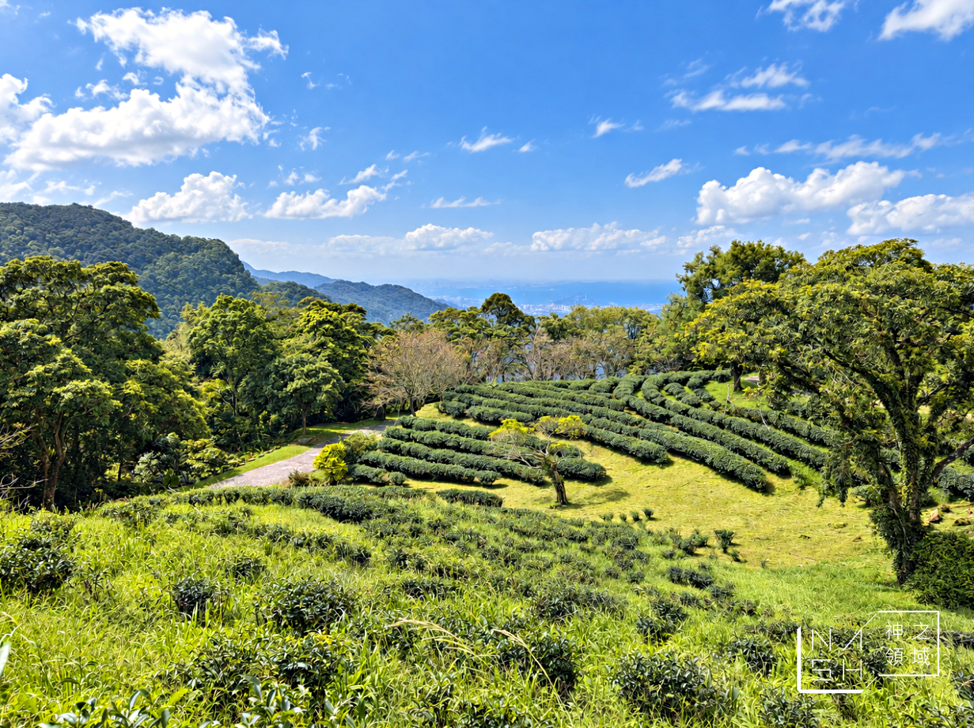 一半人不知道，絕美茶園居然藏著台版小京都，350元可以待一整天，每個角落都很美